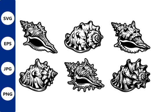 Conch Shell Line Art in Black and White: A Clean, Versatile Illustration for Editorial and Web Graphics